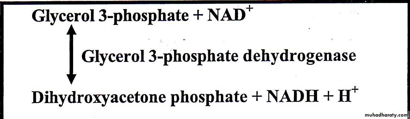 Carbohydrate