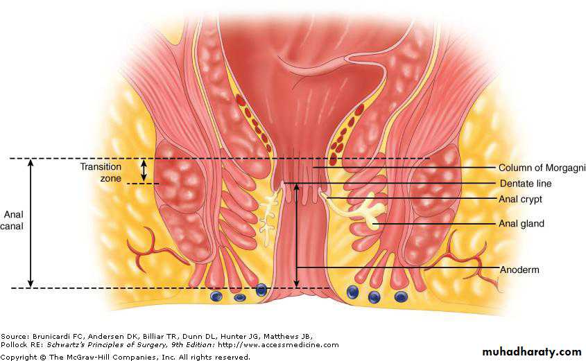 SURGERY OF THE ANAL CANAL