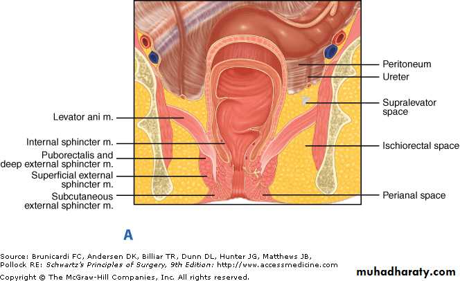 SURGERY OF THE ANAL CANAL