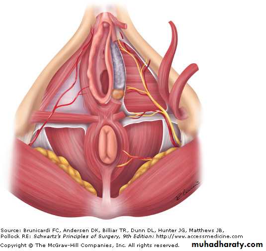 SURGERY OF THE ANAL CANAL