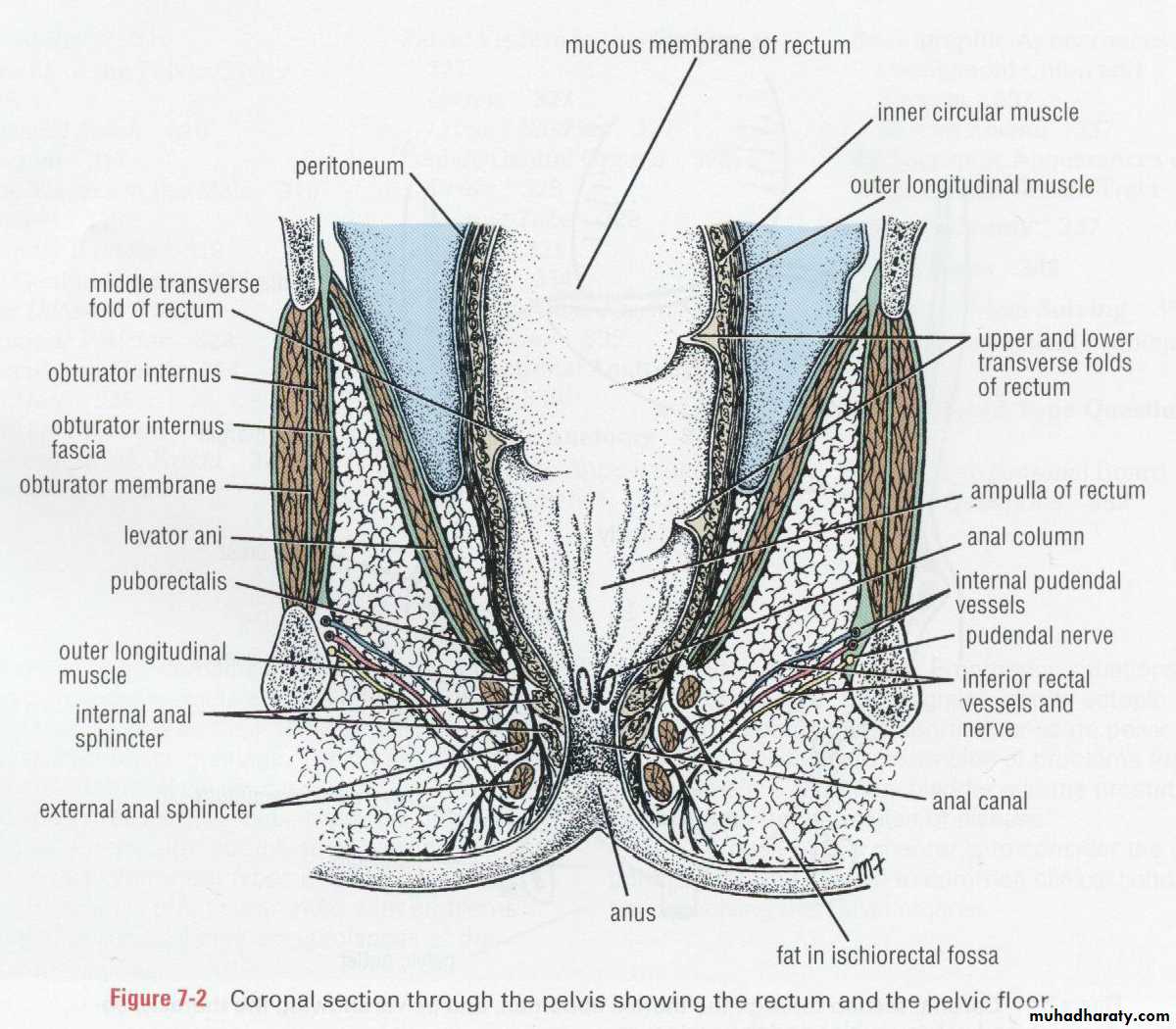SURGERY OF THE ANAL CANAL