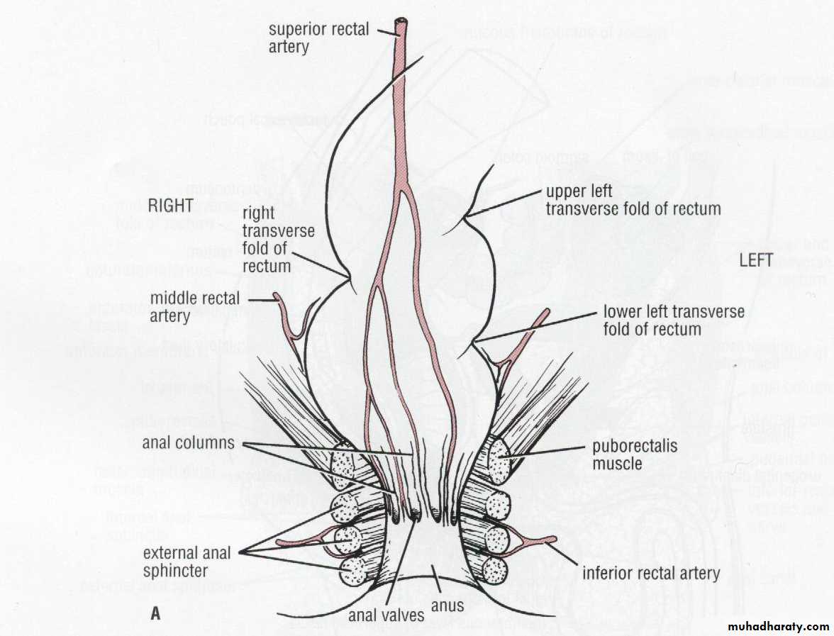 SURGERY OF THE ANAL CANAL