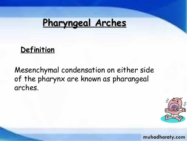 Embryology