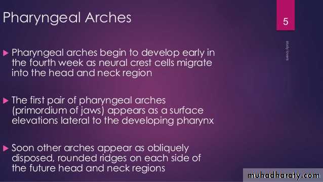 Embryology