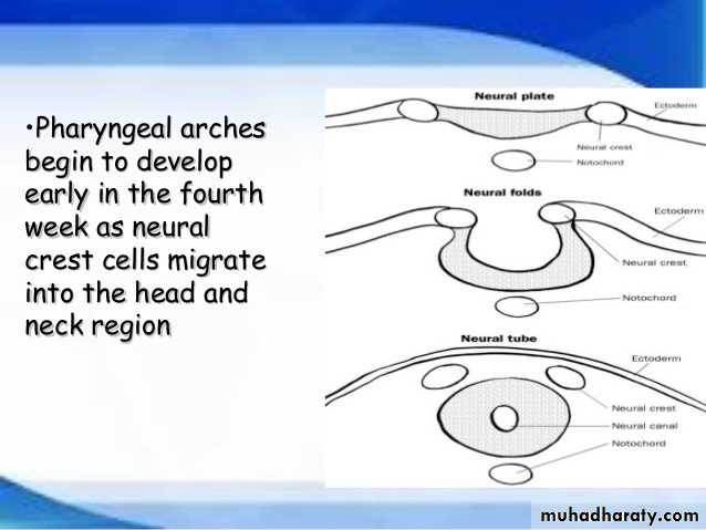 Embryology