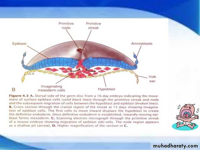 Embryology