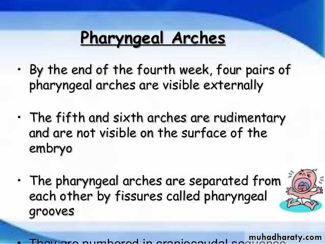 Embryology