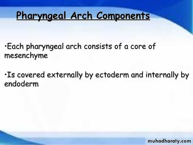 Embryology