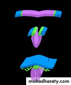 Embryology
