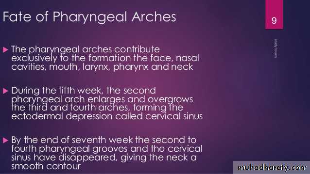 Embryology