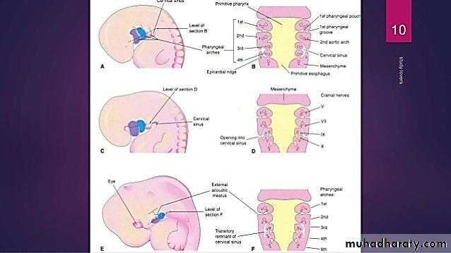 Embryology
