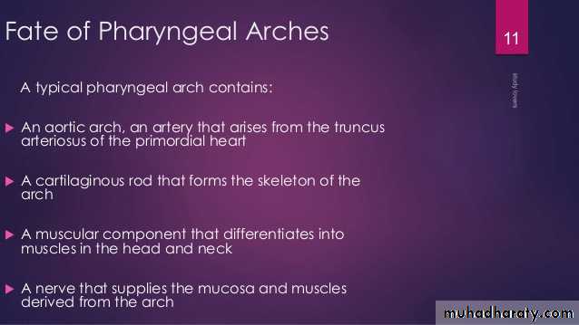 Embryology