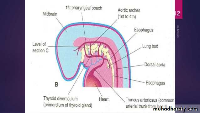 Embryology