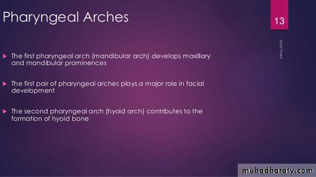 Embryology