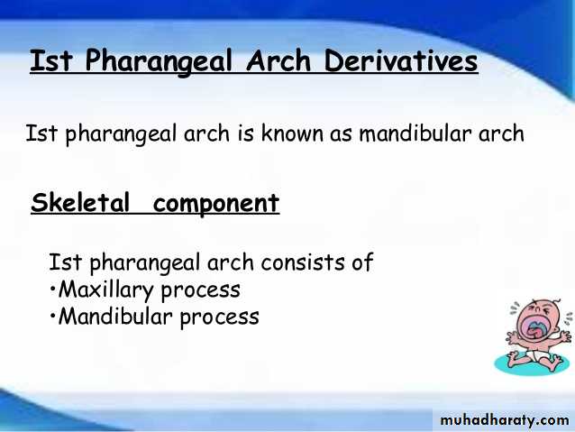 Embryology