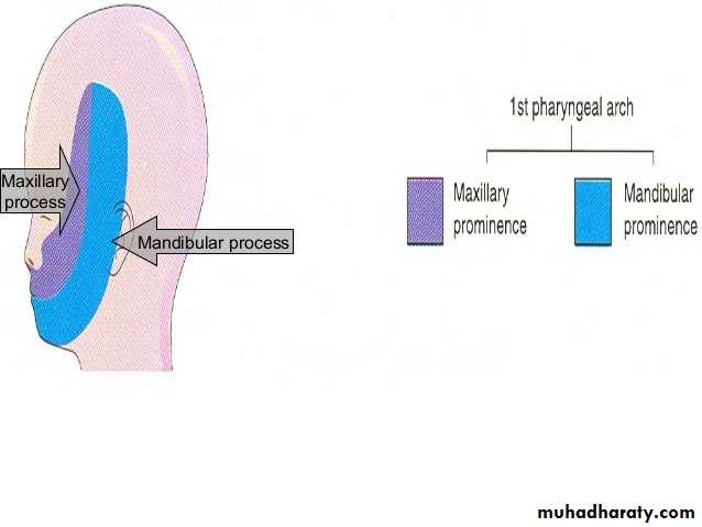 Embryology
