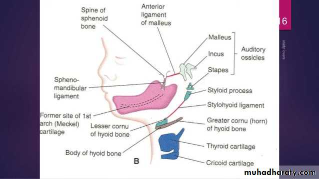 Embryology