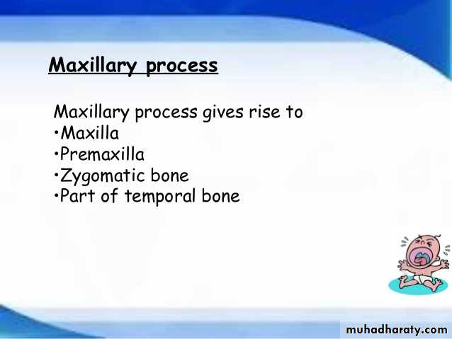 Embryology