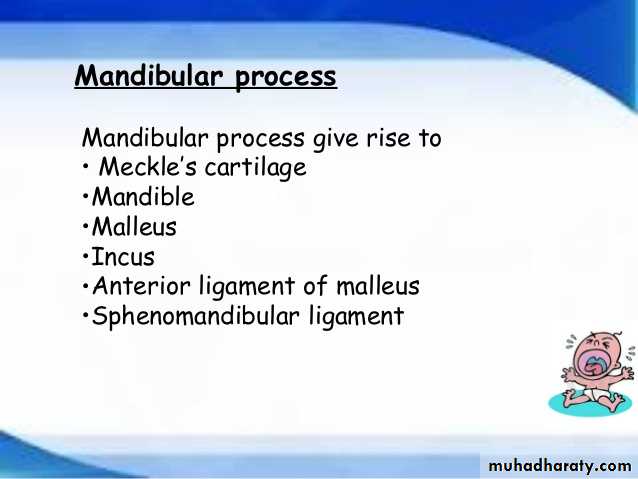 Embryology