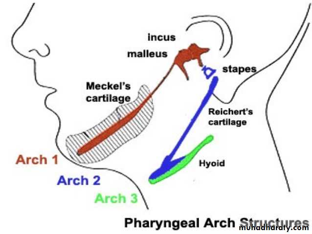 Embryology
