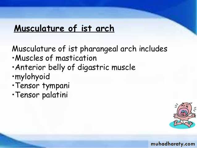 Embryology