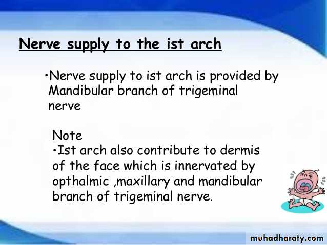 Embryology