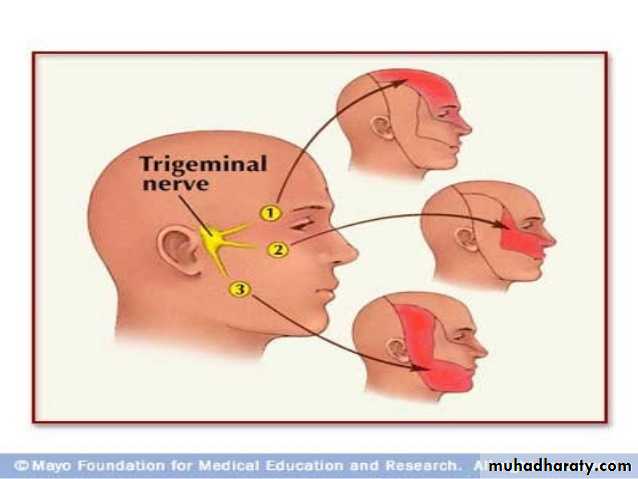Embryology