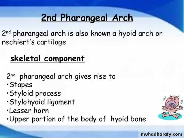 Embryology