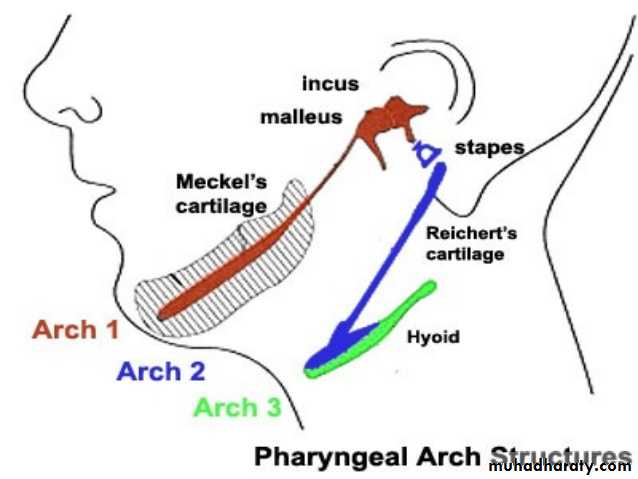 Embryology