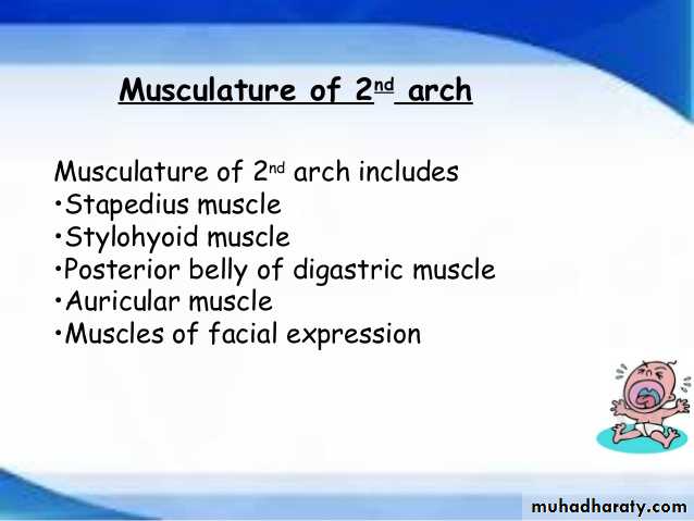 Embryology