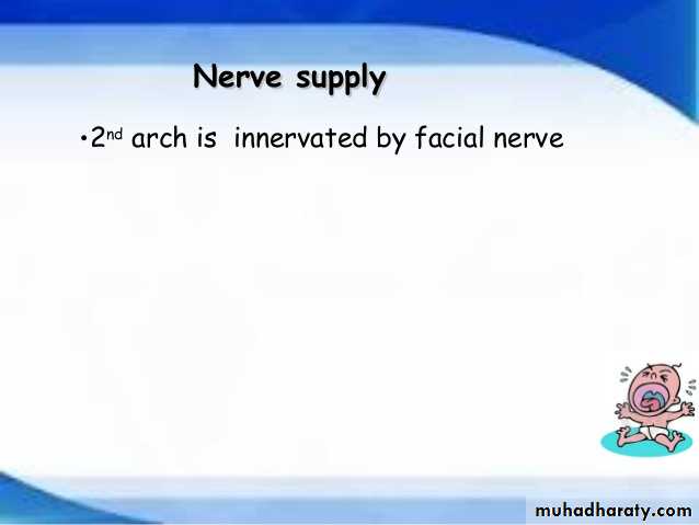 Embryology