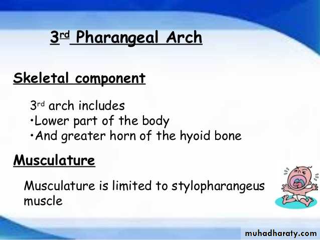 Embryology