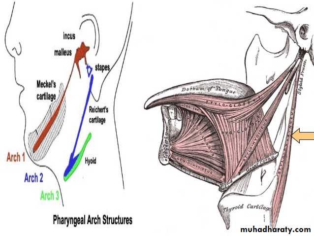 Embryology
