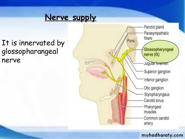 Embryology
