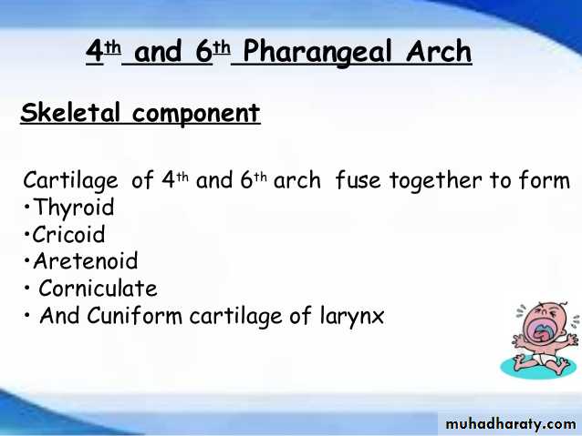 Embryology