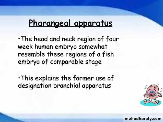 Embryology