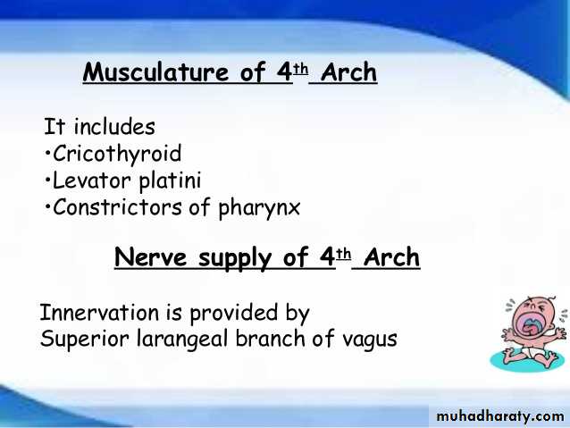 Embryology