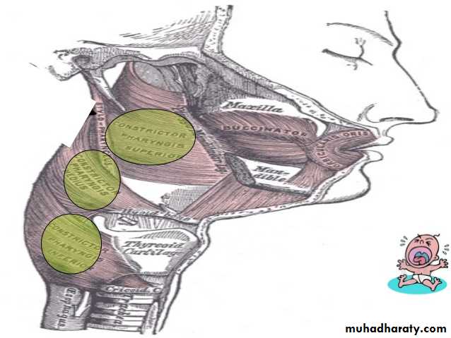 Embryology