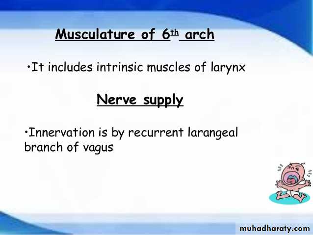 Embryology