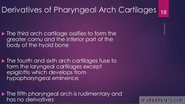 Embryology