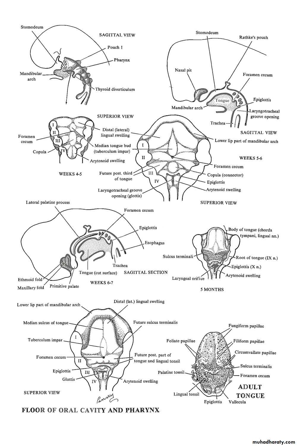 Embryology