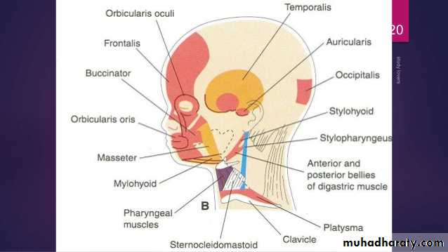 Embryology