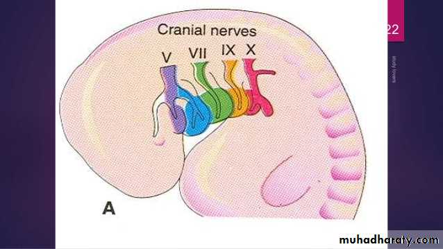 Embryology