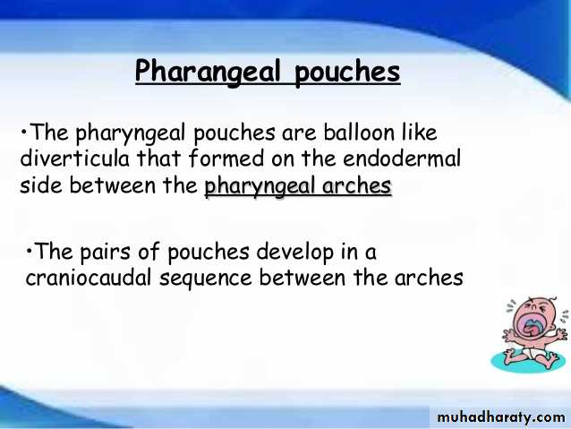 Embryology