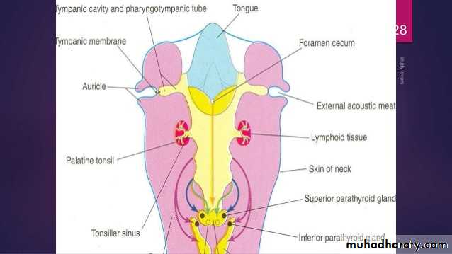 Embryology
