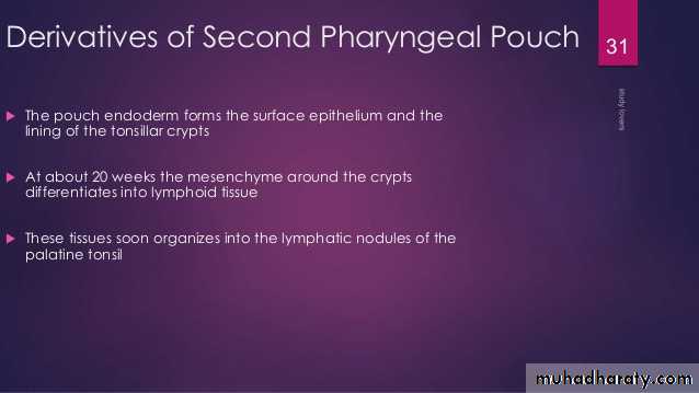 Embryology
