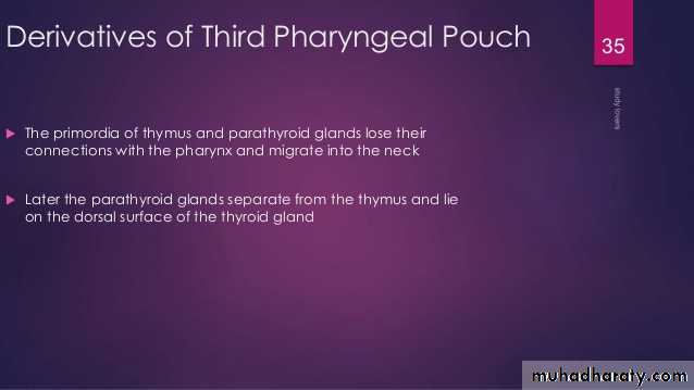 Embryology