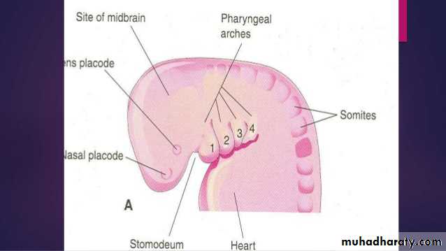 Embryology
