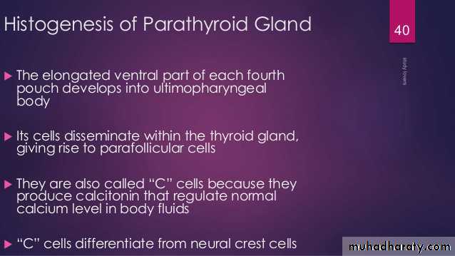 Embryology