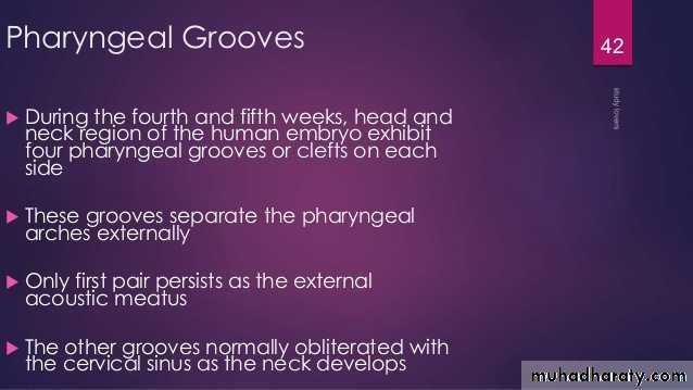 Embryology